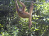 Borneo Bild 21