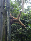 Borneo Bild 25
