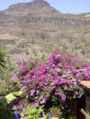 Gran Canaria Bild 13