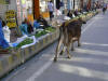 Indien Bild 13